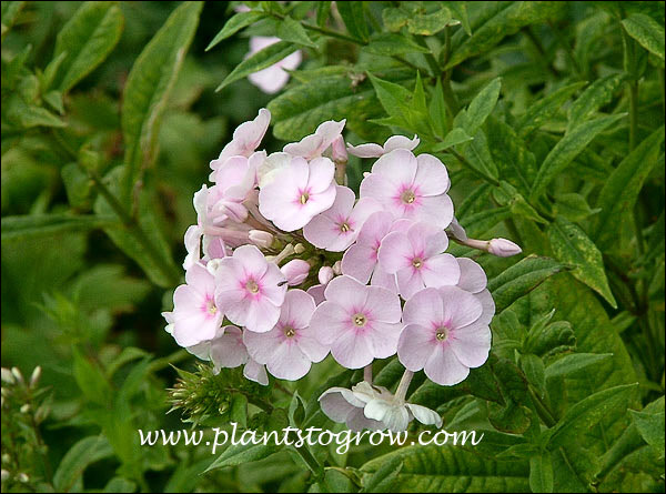 Nice soft clear pink
